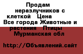 Продам 2 неразлучников с клеткой › Цена ­ 2 500 - Все города Животные и растения » Птицы   . Мурманская обл.